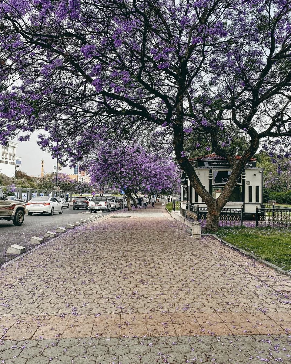 علي آل فارع - أماكن عسير 📍 tweet media