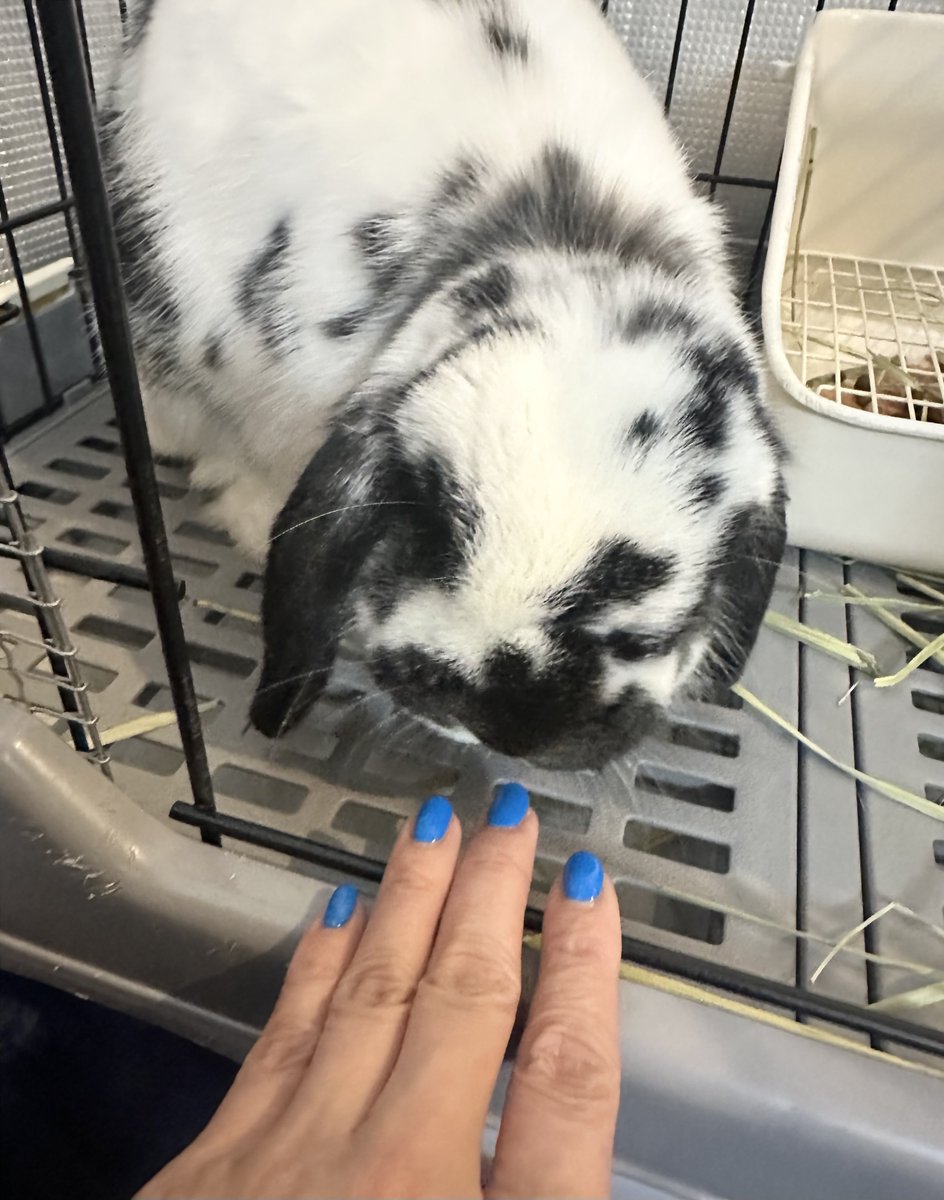 うさぎのバズ🐰I am Buzz tweet media