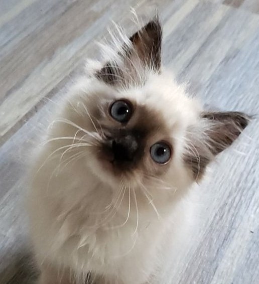 jack wolfe as cats tweet media