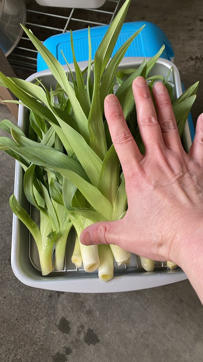 ショクモツレンサー tweet media