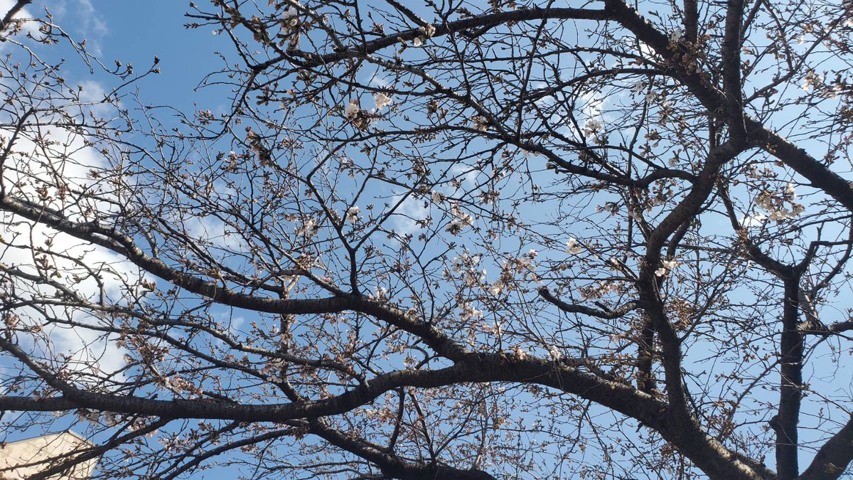 Taguchi_sns's tweet photo. 🌸桜の開花宣言🌸

岐阜では16日に桜の開花が発表されましたが、弊社敷地内の桜は本日ようやく咲き始めました🙌

昨年は鳥から守り、たくさん咲きましたが、今年はどうなるか楽しみです✨
#岐阜 #大垣 #桜 #開花宣言 https://t.co/FwYczTzFXl