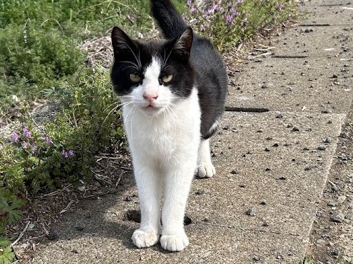 あぶないメカ tweet media