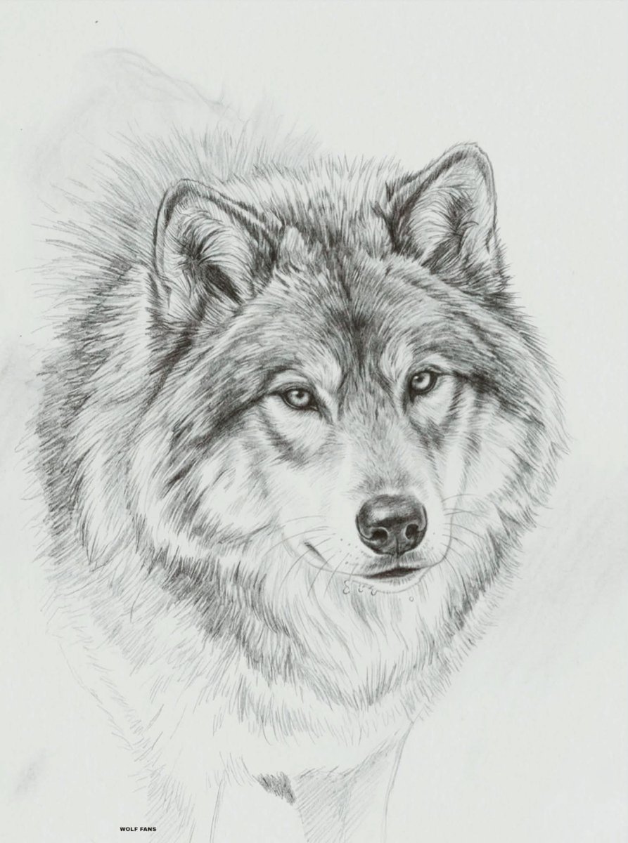 wolf_lovers tweet media