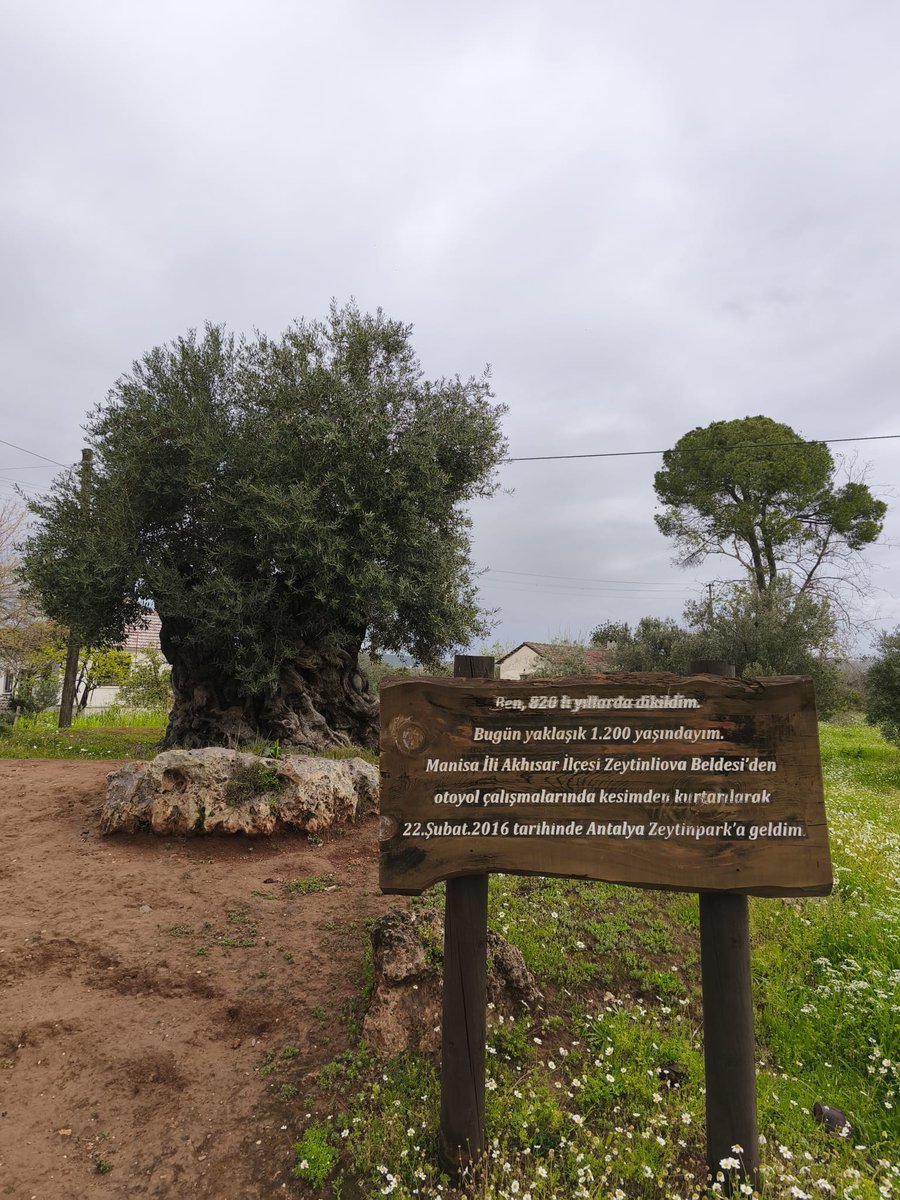 Zeytin Ağacı, 1200 yaşında