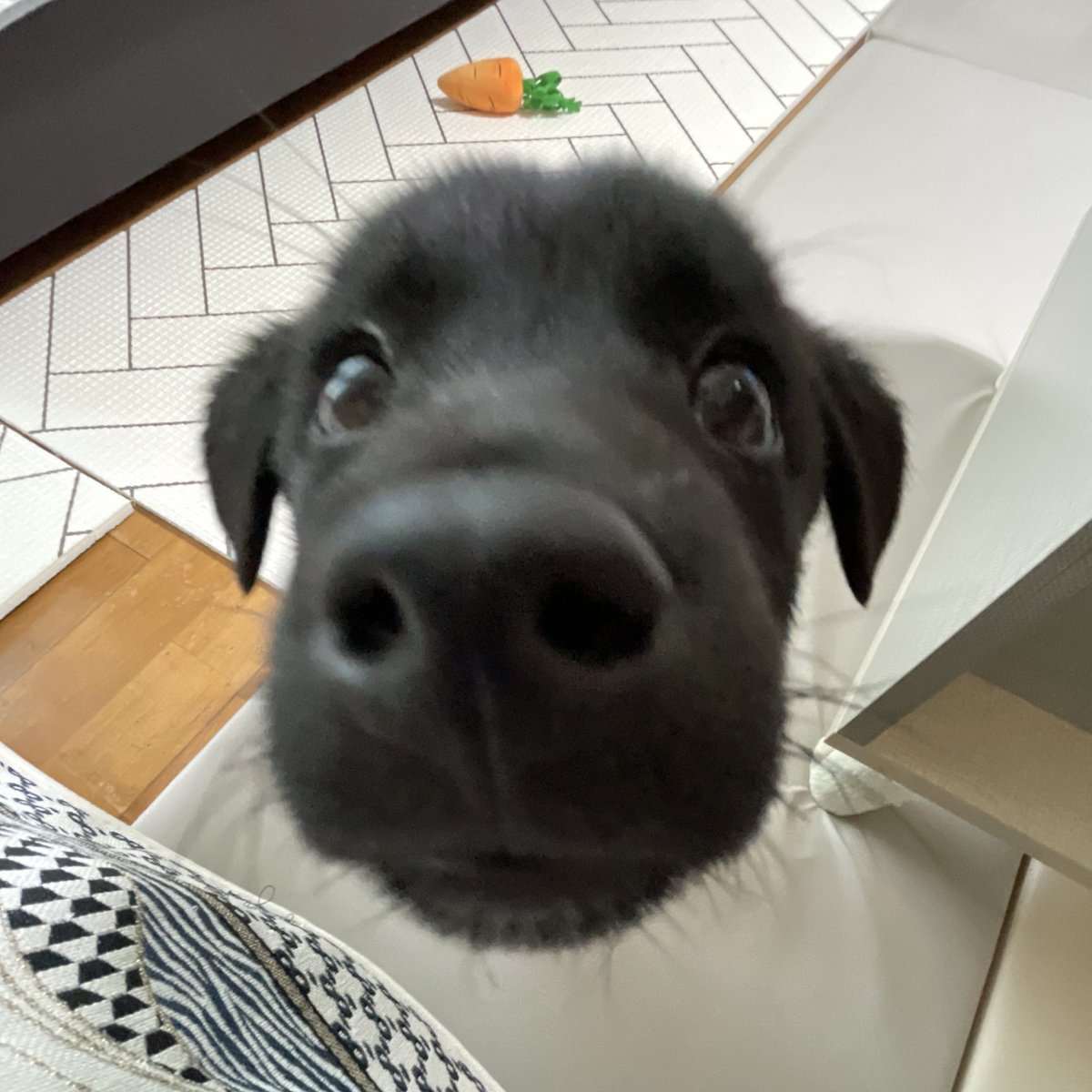 알베르 까뮈 tweet media