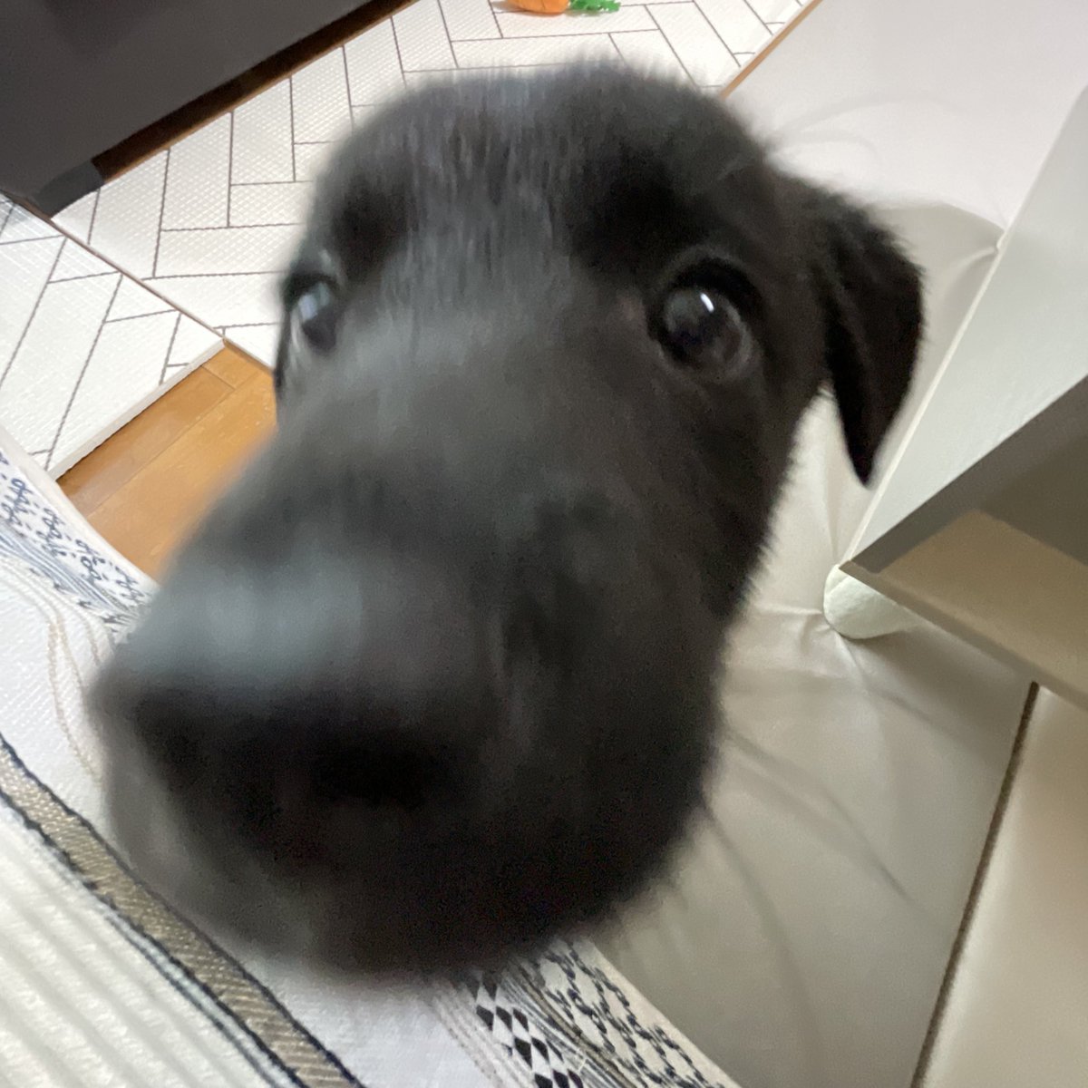 알베르 까뮈 tweet media