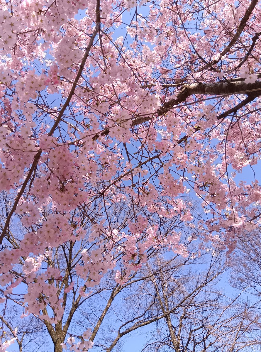 濃いピンク色の桜が咲いてた🌸
もう春なのか…　もうなのか…