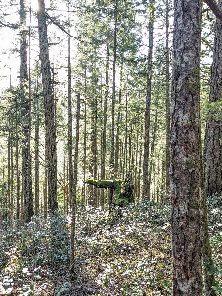 Sarah McManus will be in SF for April! tweet media