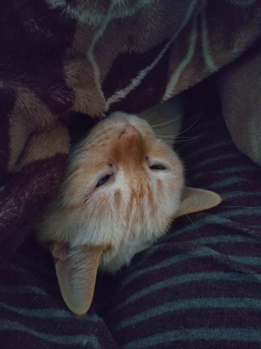 ぽこた tweet media