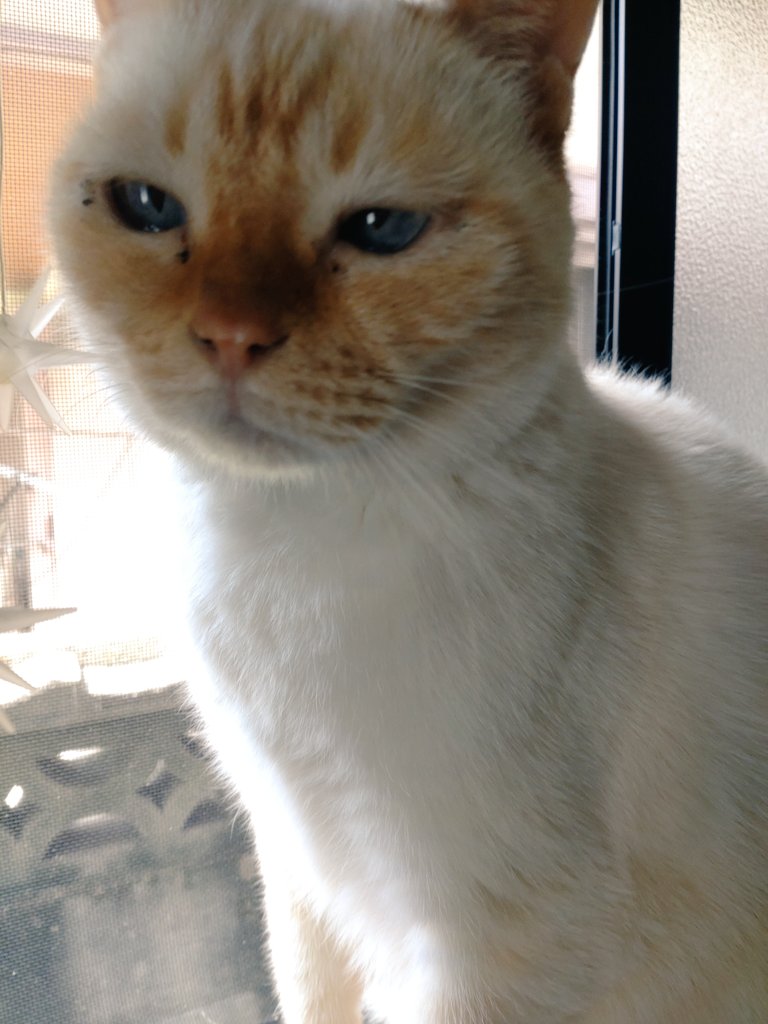 ぽこた tweet media