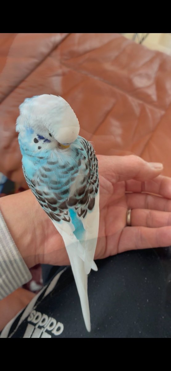 認定NPO法人TSUBASA -新施設クラファン達成しました！- tweet media