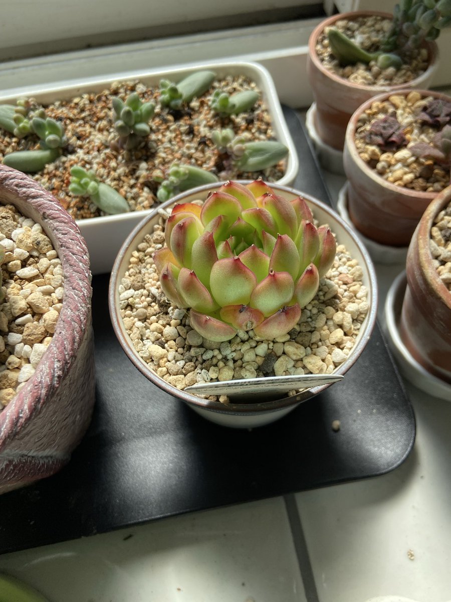 megu0452's tweet photo. 多肉植物を買いすぎて、長男に「増やし過ぎだね」と言われてしまった😅
春の日差しと多肉が合うんだもの！
買ってきた子を植え替えたり、葉挿しから増えた子を愛でたり...
早く外に出したい！！！
氷点下じゃない日が早く来て〜

#多肉植物 https://t.co/9WKbEWzmlZ