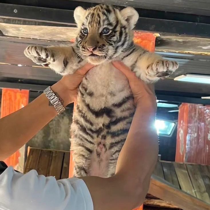 angry paprika tweet media