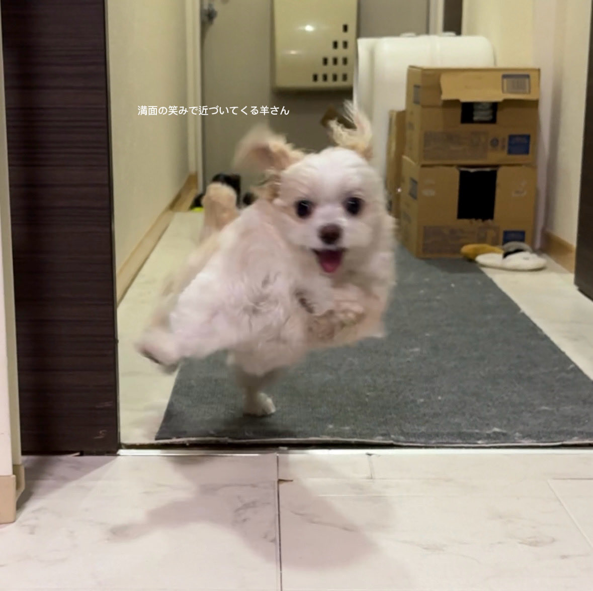 羊さんとトラさん tweet media