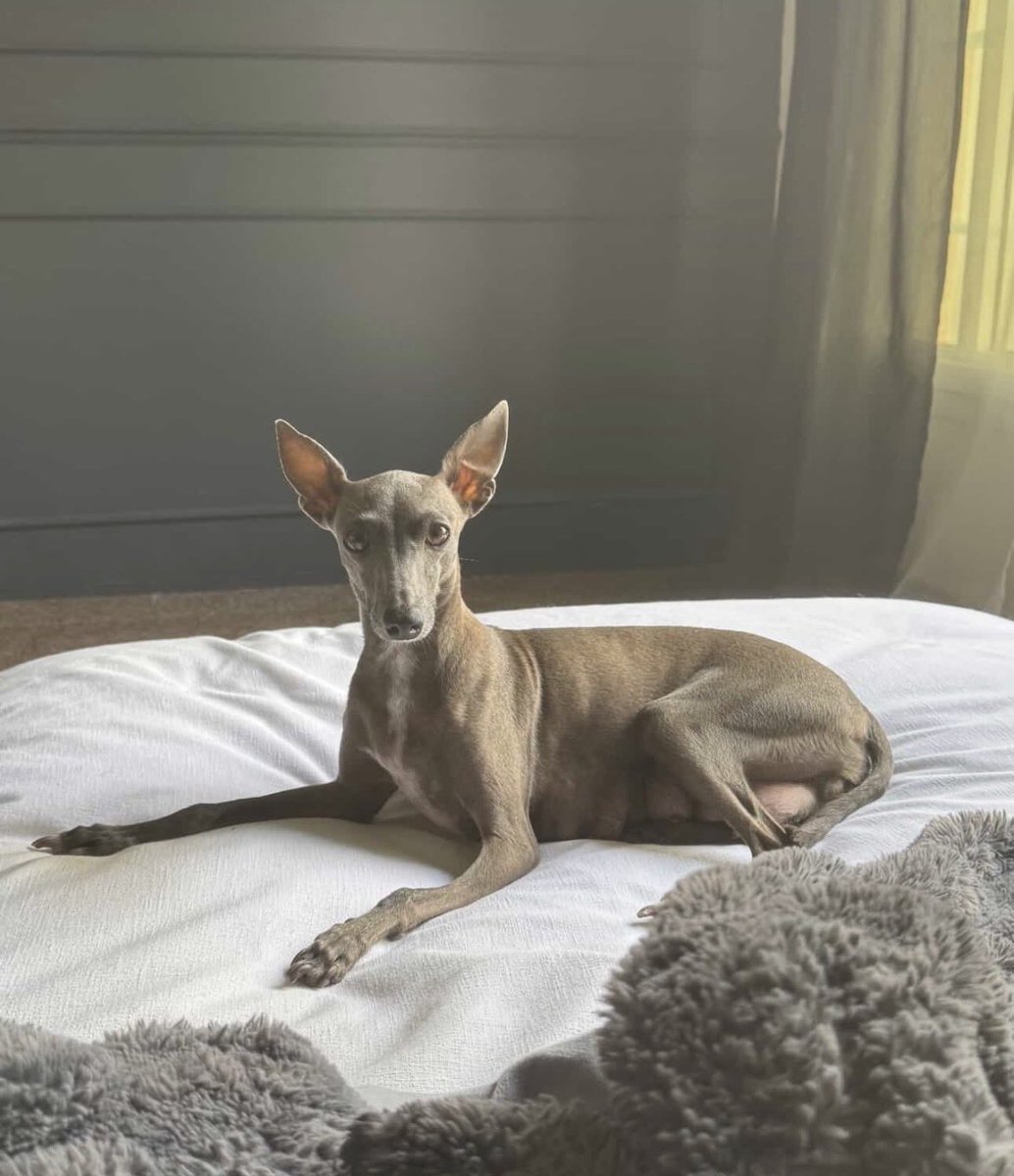 Капітан Зебро Слонік ✈️ tweet media