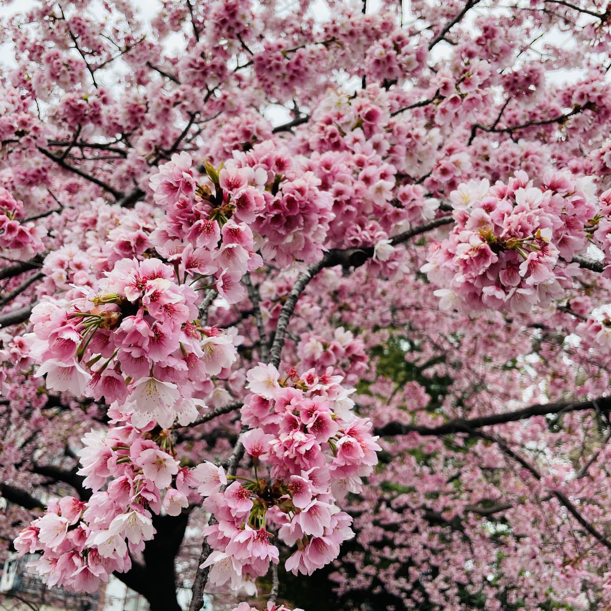 ヒロモリ tweet media