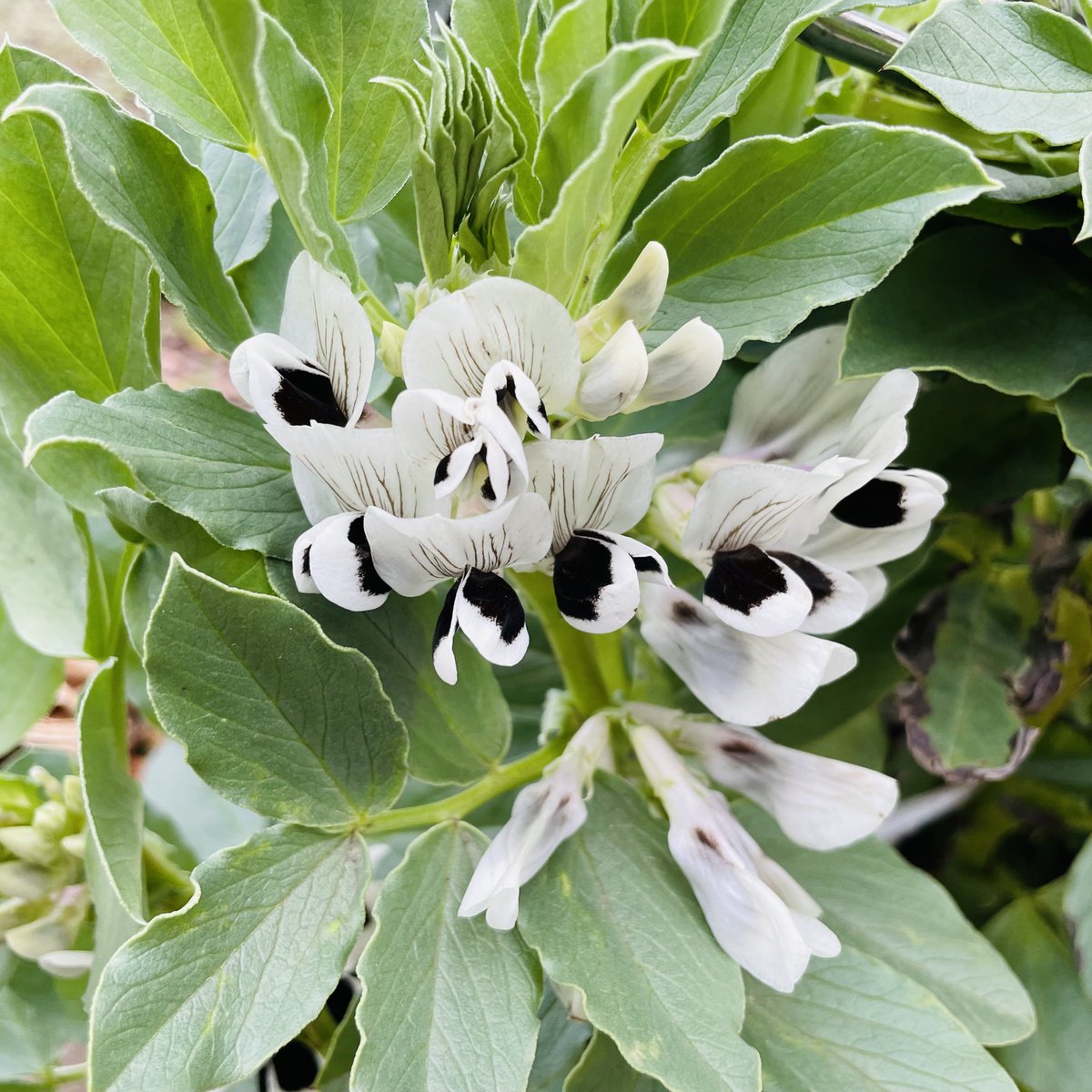 ヒロモリ tweet media