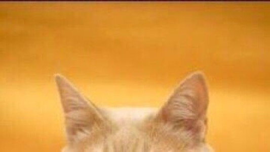 ガㄘょ tweet media