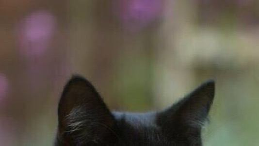 ガㄘょ tweet media