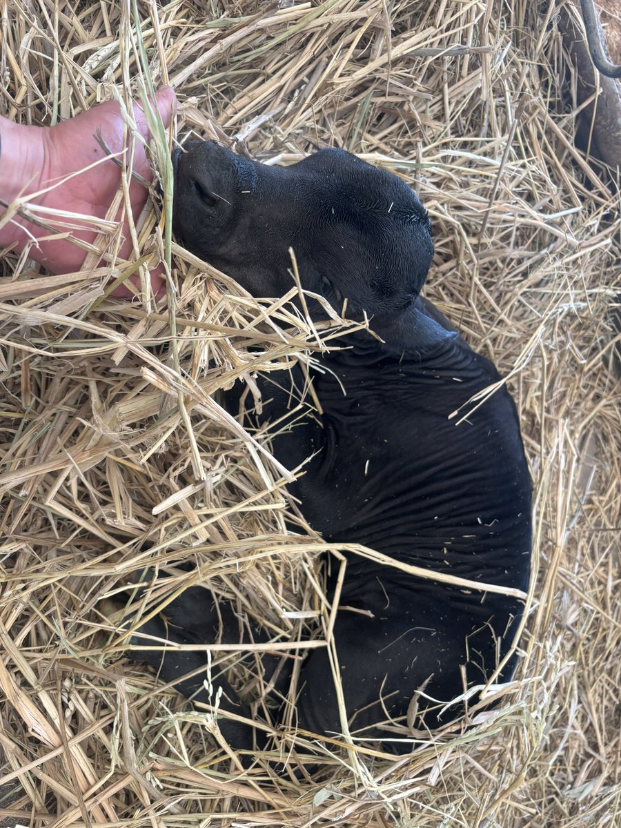 牛飼い主夫 tweet media