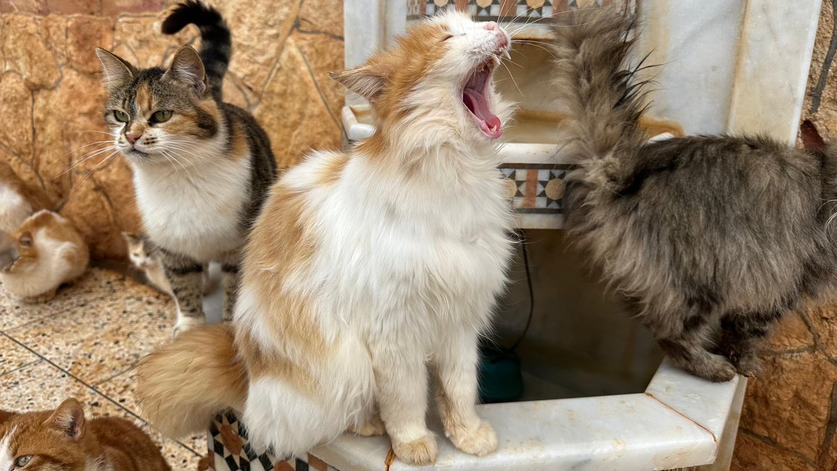 Ernesto’s Sanctuary for Syrian Cats tweet media