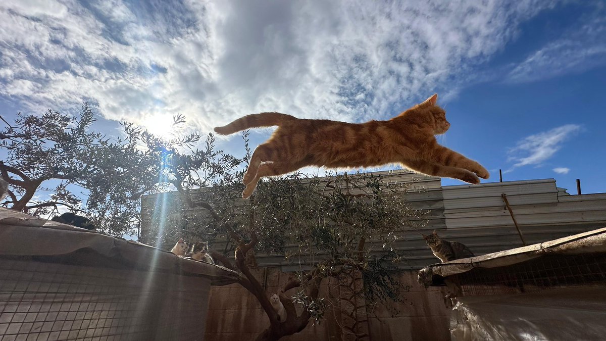 Ernesto’s Sanctuary for Syrian Cats tweet media