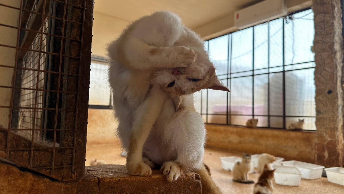 Ernesto’s Sanctuary for Syrian Cats tweet media