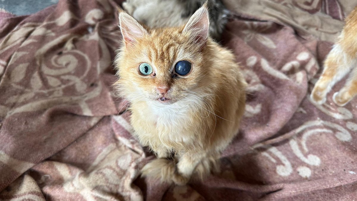 Ernesto’s Sanctuary for Syrian Cats tweet media