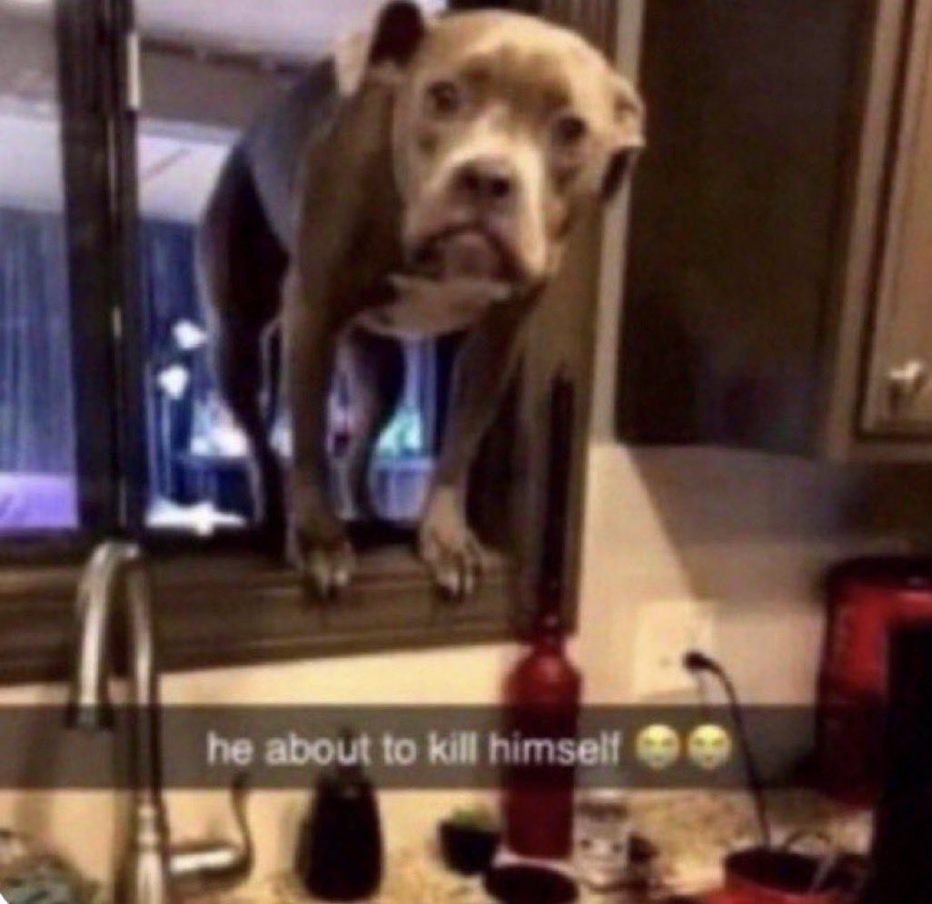 cya later Alliegator 🐊 tweet media