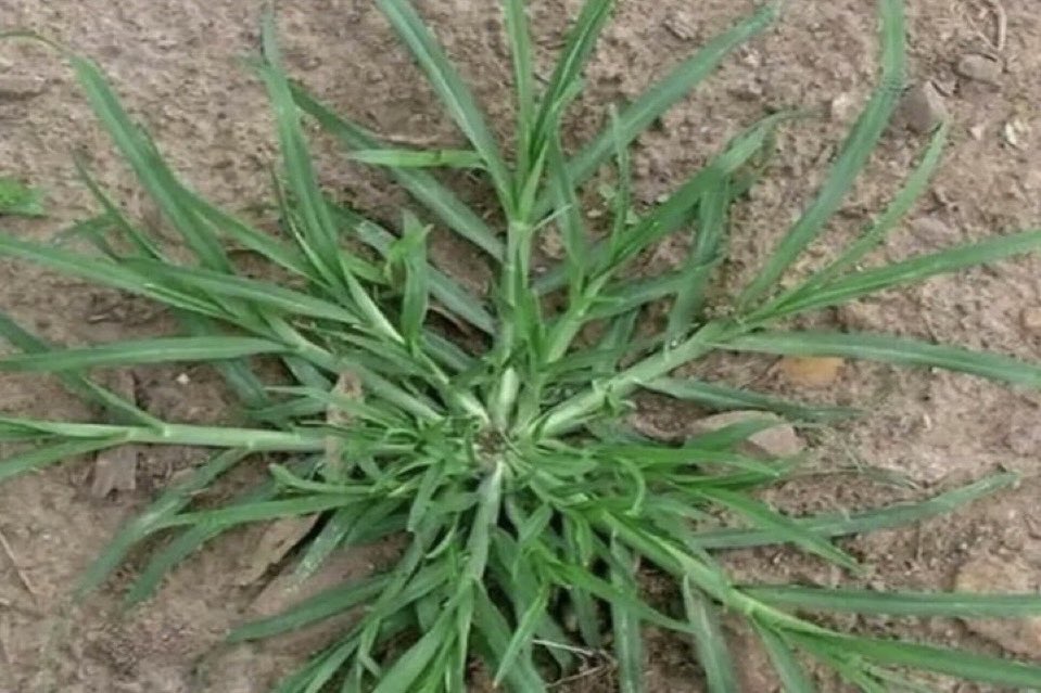 Roup | NutaniMan tweet media