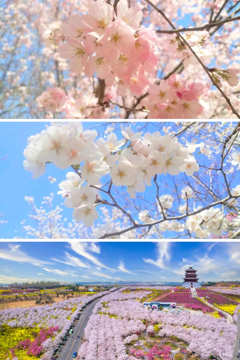 HenanPlus's tweet image. One spring breeze and Henan switches to pink mode.🌸
As spring colors spread along the Yellow River, cherry blossom season is officially here.
Grab your family and friends and go chase this spring together!
#CherryBlossom #SpringInHenan #KunmingBloomsWithYou @Kunminginfohub