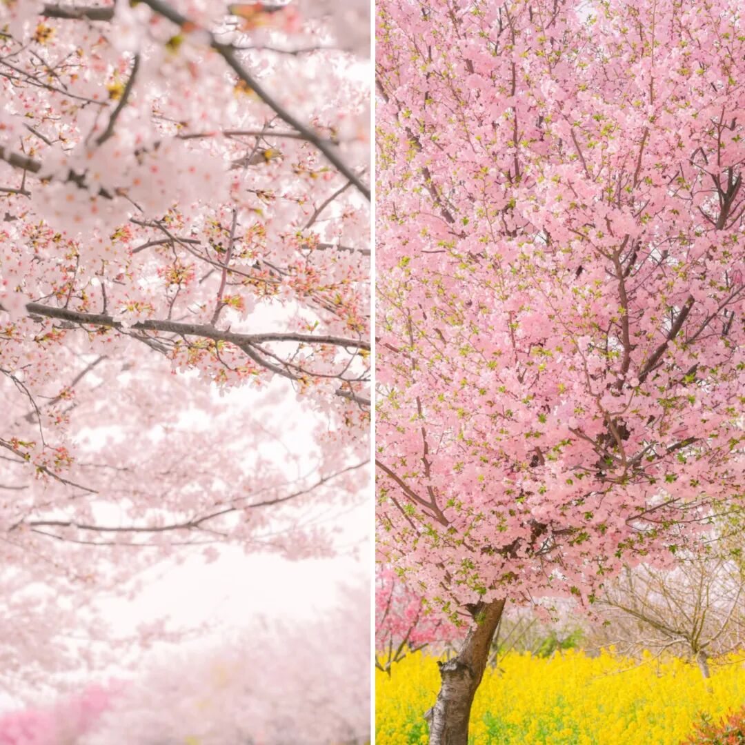 HenanPlus's tweet image. One spring breeze and Henan switches to pink mode.🌸
As spring colors spread along the Yellow River, cherry blossom season is officially here.
Grab your family and friends and go chase this spring together!
#CherryBlossom #SpringInHenan #KunmingBloomsWithYou @Kunminginfohub