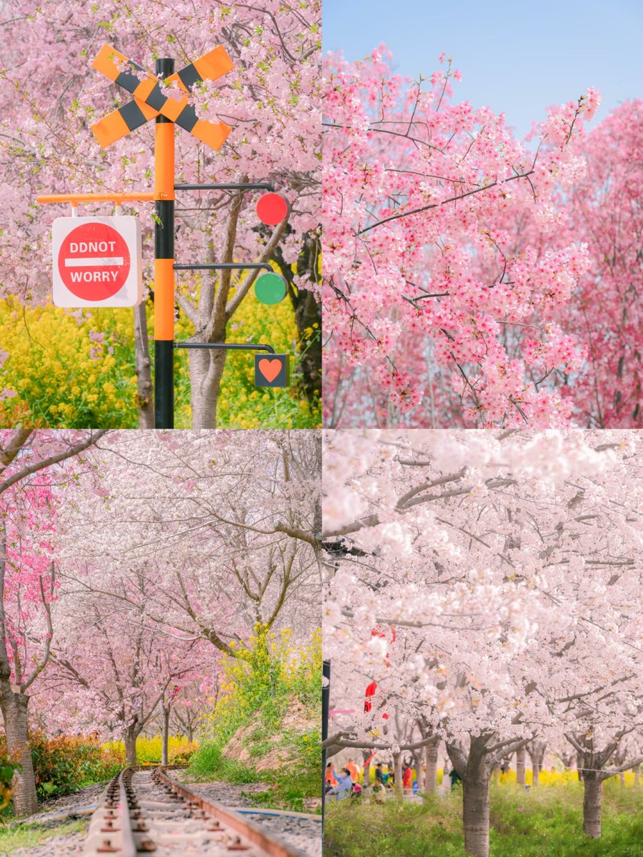HenanPlus's tweet image. One spring breeze and Henan switches to pink mode.🌸
As spring colors spread along the Yellow River, cherry blossom season is officially here.
Grab your family and friends and go chase this spring together!
#CherryBlossom #SpringInHenan #KunmingBloomsWithYou @Kunminginfohub