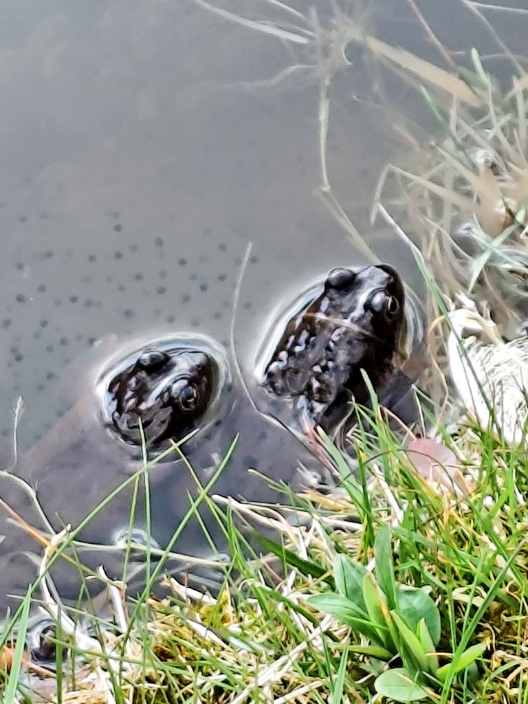 Edith PY tweet media