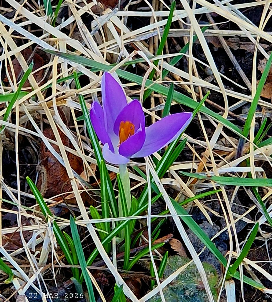 IDadzkov's tweet photo. Spring crocus. Vårkrokus.  Крокус весенний.
#nature #spring #March #flowers #SpringCrocus #vårkrokus #FlowersPhoto https://t.co/PXSJSKxhKP