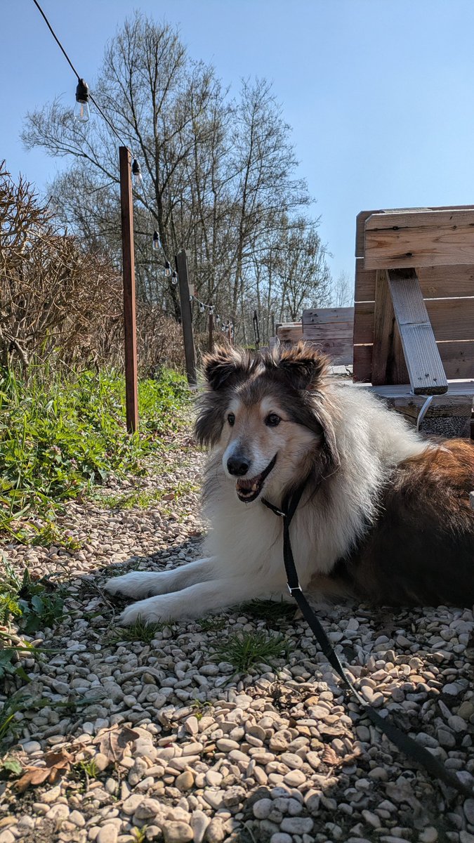 G4merSwitch's tweet photo. @PAULVANDYK Benji, 13, Shetland Sheepdog and Luna, 10, Chow-chow. https://t.co/gV4Ysegrsr