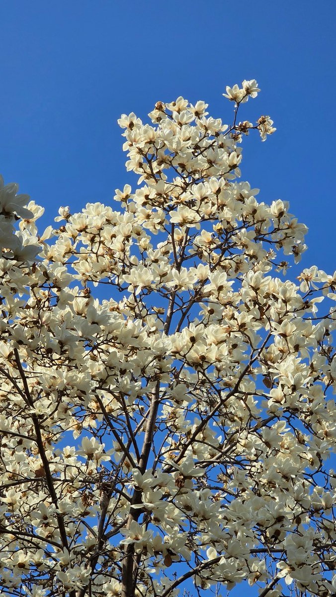 알랑가몰라🐾 tweet media