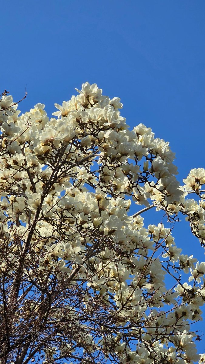 알랑가몰라🐾 tweet media