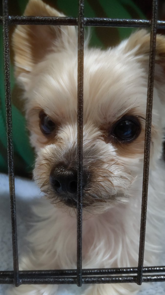 玲 (@deadendghost) on Twitter photo 