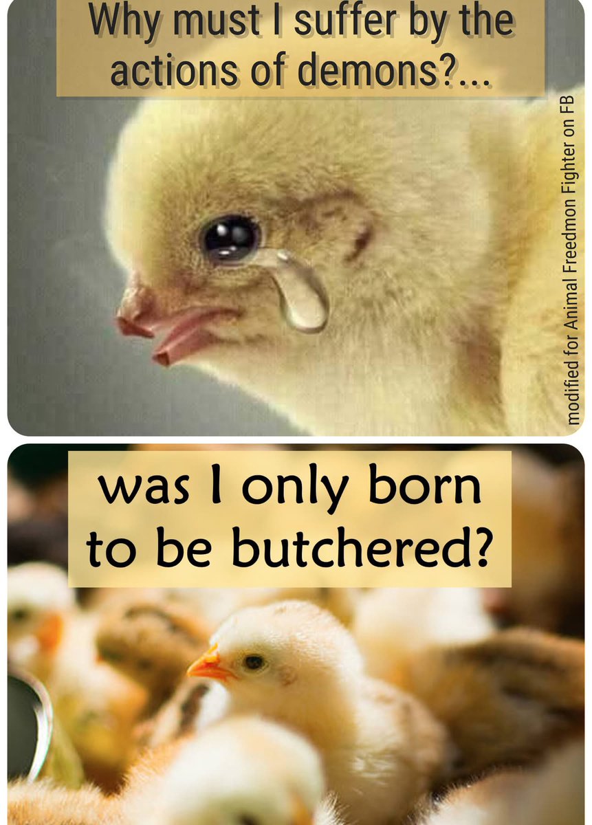 Ivonne, the Vegan Warrior Goddess tweet media