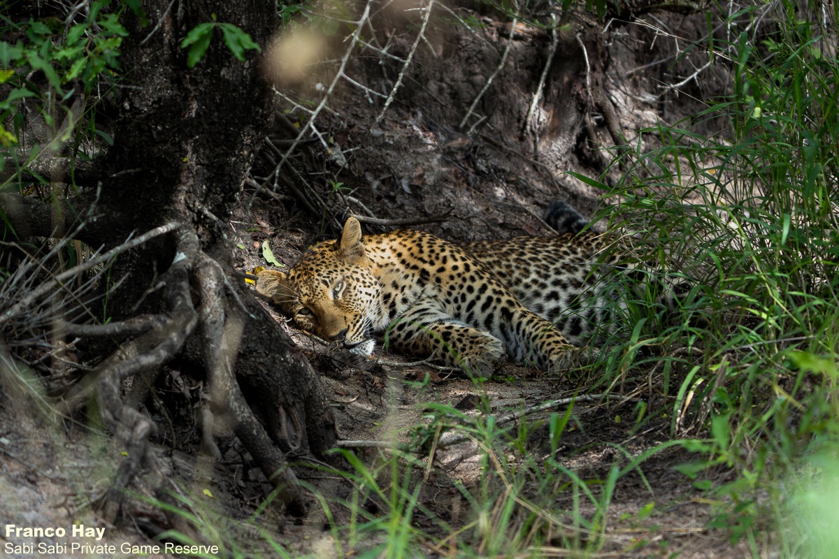 SabiSabiReserve's tweet image. On our morning drive, the Kurhula female moved through thick bush, full-bellied and panting after a fresh kill, pausing to rest. Leopards often leave carcasses behind to avoid scavengers, choosing safety while they digest. #leopard #bigcat #safari