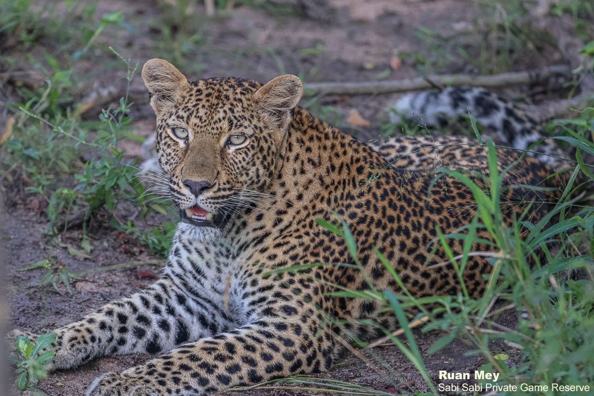 SabiSabiReserve's tweet image. On our morning drive, the Kurhula female moved through thick bush, full-bellied and panting after a fresh kill, pausing to rest. Leopards often leave carcasses behind to avoid scavengers, choosing safety while they digest. #leopard #bigcat #safari