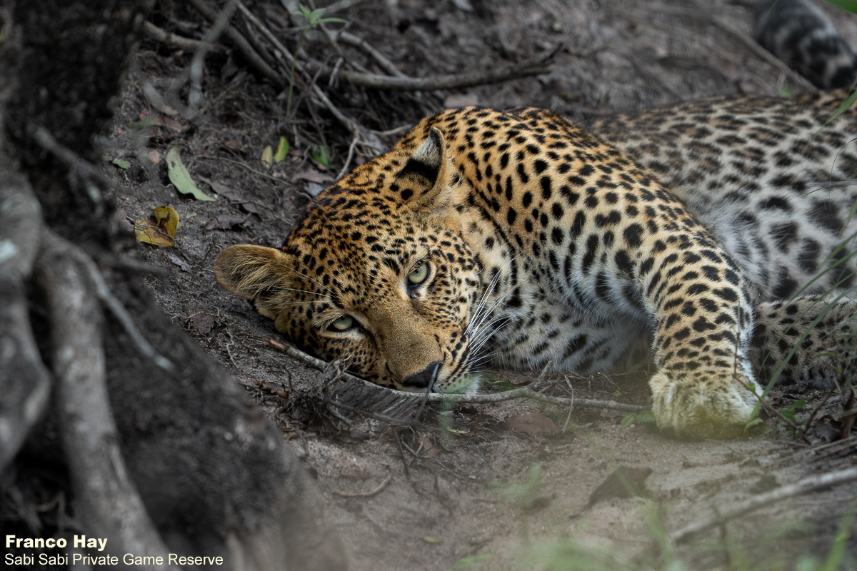 SabiSabiReserve's tweet image. On our morning drive, the Kurhula female moved through thick bush, full-bellied and panting after a fresh kill, pausing to rest. Leopards often leave carcasses behind to avoid scavengers, choosing safety while they digest. #leopard #bigcat #safari