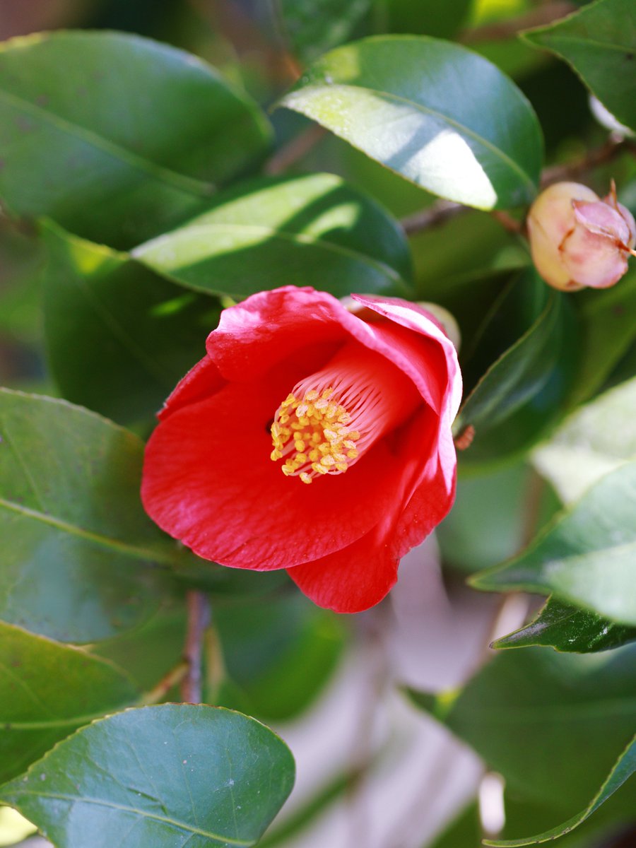 かえたろう tweet media