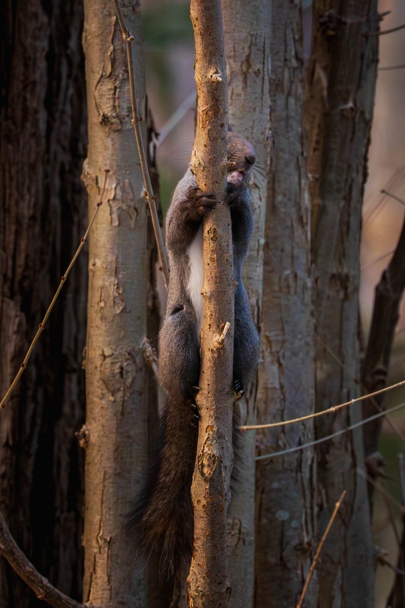 ヒロ福地 tweet media