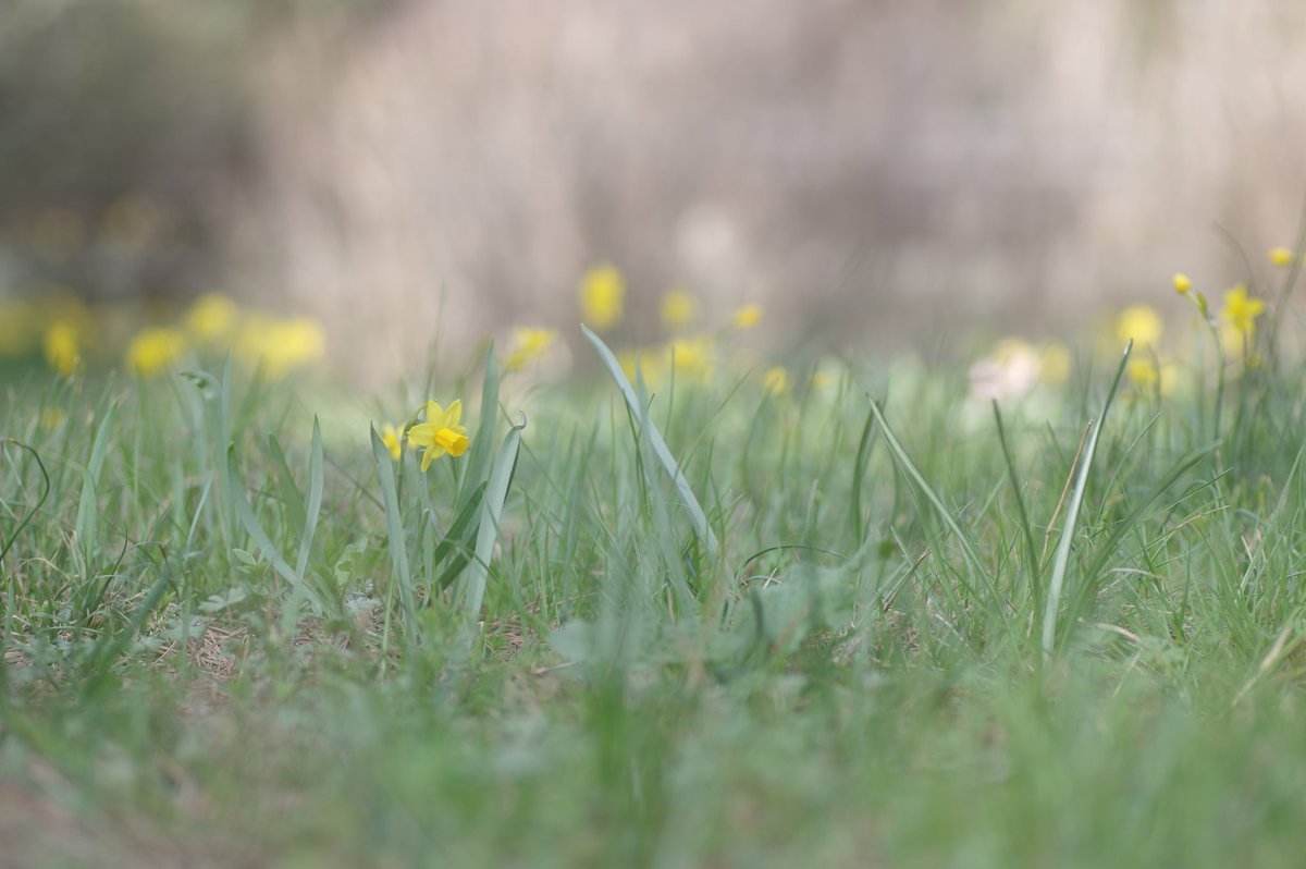 春のいぶき

#昭和記念公園　　
#はなまっぷ
#写真
#写真好きな人繋がりたい 
#