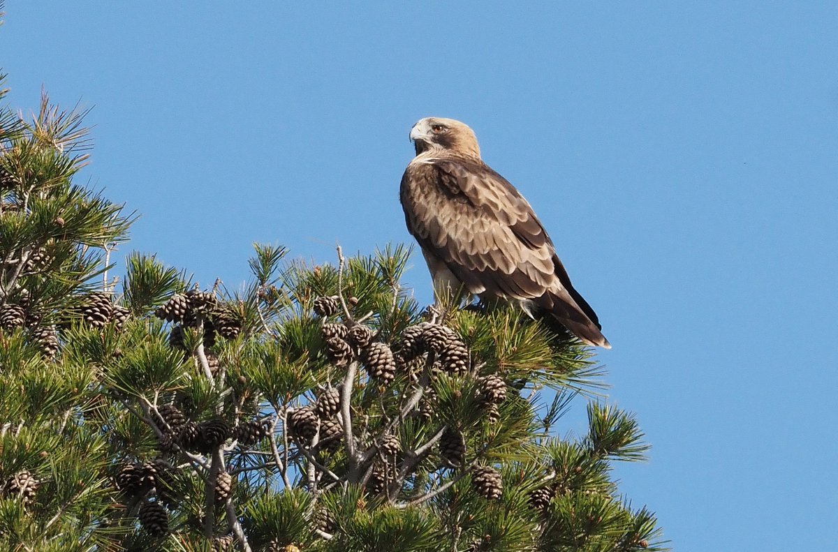 Barcelona Birding Point tweet media