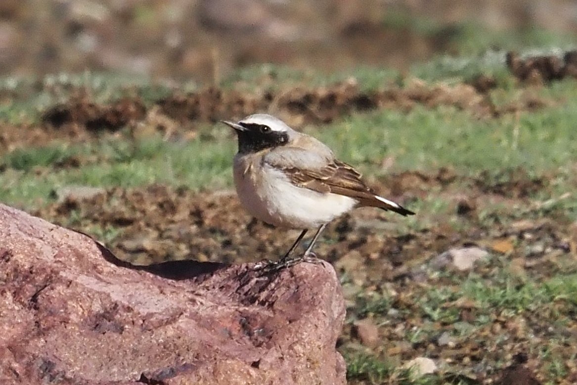 Barcelona Birding Point tweet media