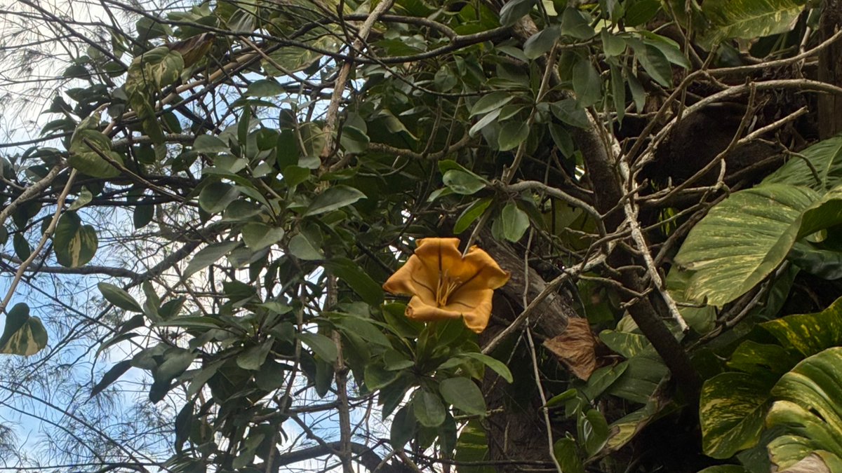 T-MAX奄美大島1号店 tweet media