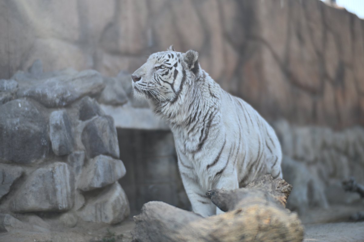 uber_tiger～トラネコとライオンネコ～ tweet media